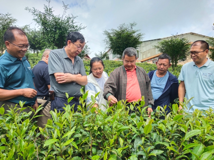 图3  汪云刚研究员与西盟商烟街茶叶农民专业合作社负责人交流茶叶种植采收技术